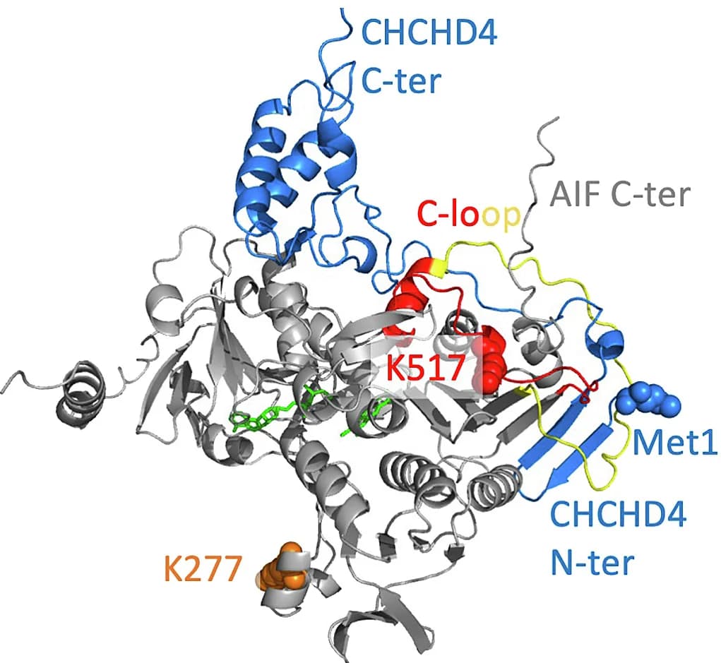 Open access visualization of Protein Structure, AlphaFold Model, AIF, CHCHD4, Protein Complex