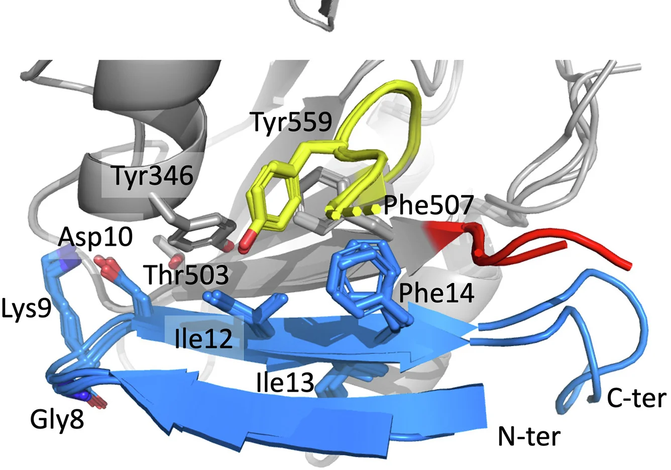 Open access visualization of Protein Structure, AIF, N-pep, Residue Interaction