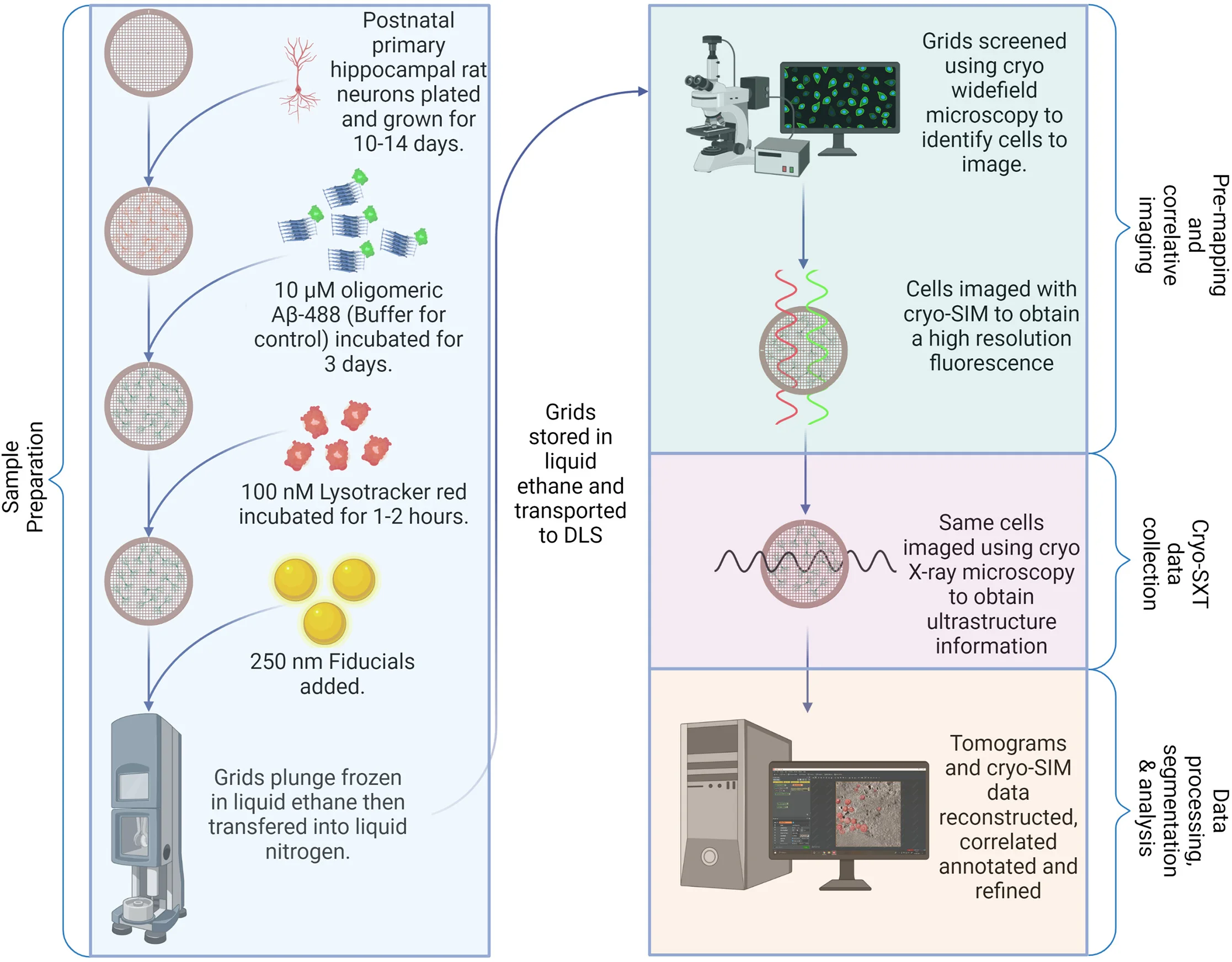 Open access visualization of Workflow, Flowchart, Neurons, Gold Finder Grids, Cell Culture Dish