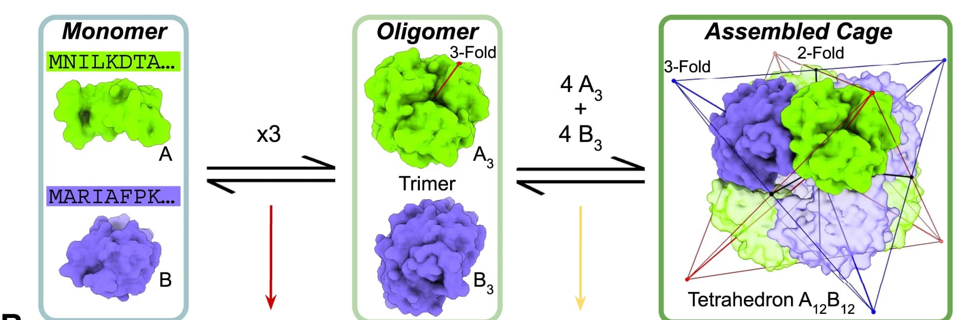 Open access visualization of Workflow, Illustration, Chemical Structure, Protein Components, Assembly States