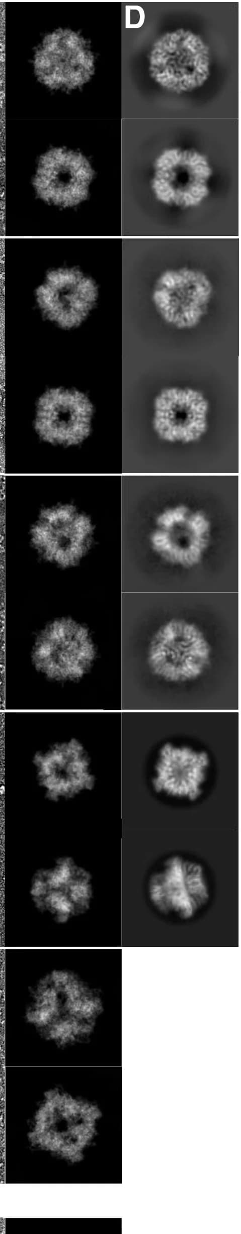 Open access visualization of Microscopy, 2D Projections, Design Model