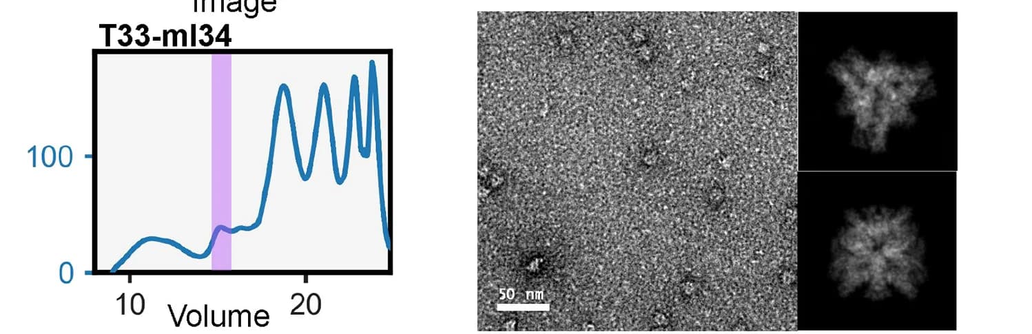 Open access visualization of Microscopy, Line Plot, T33-ml34, SEC, IMAC Elution