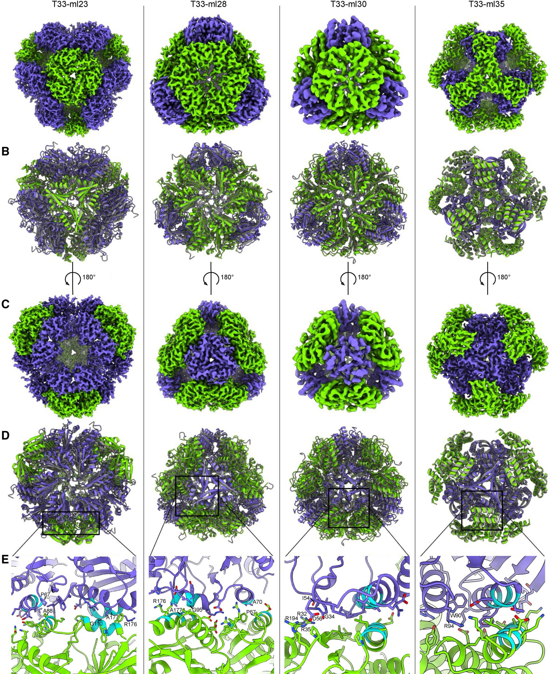 Open access visualization of Protein Structure, 3D Plot, Cryo-EM Map, Protein Component