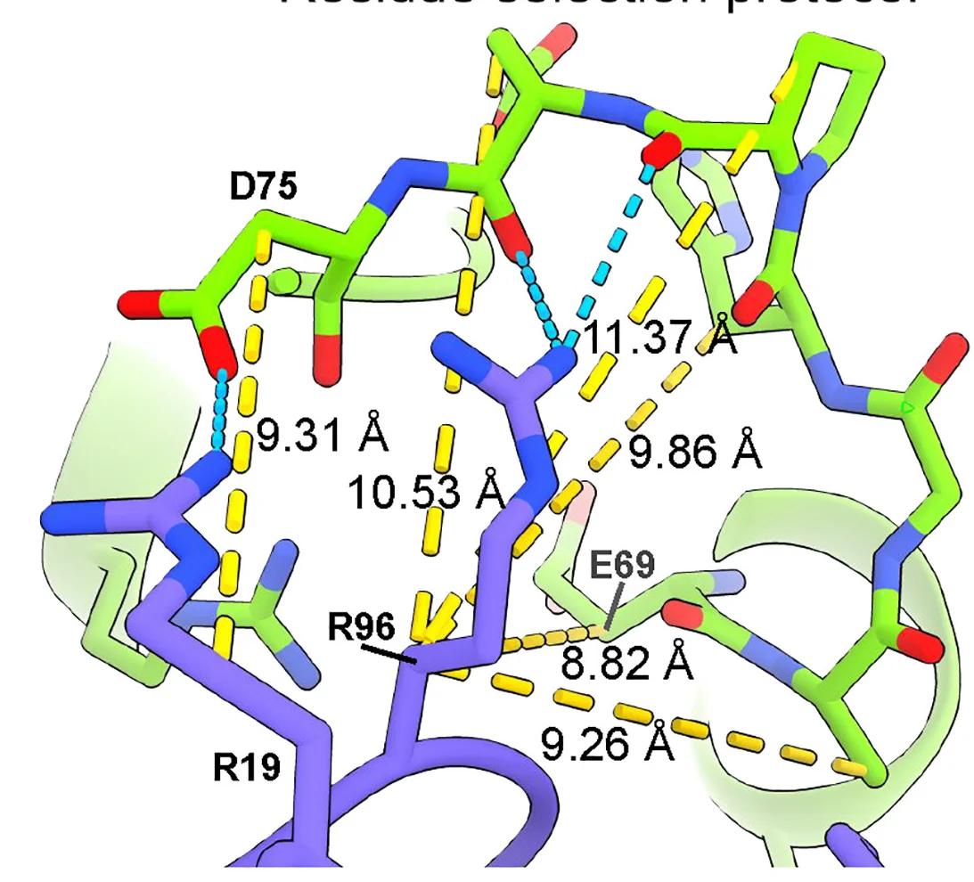 Open access visualization of Protein Structure, Chemical Structure, Hydrogen Bond Interactions, Residues, Distance