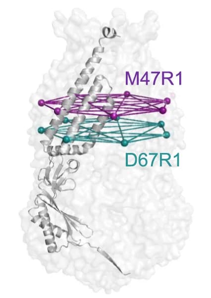 Open access visualization of Protein Structure, Network, Spin Labels, Mutant Site, MscS