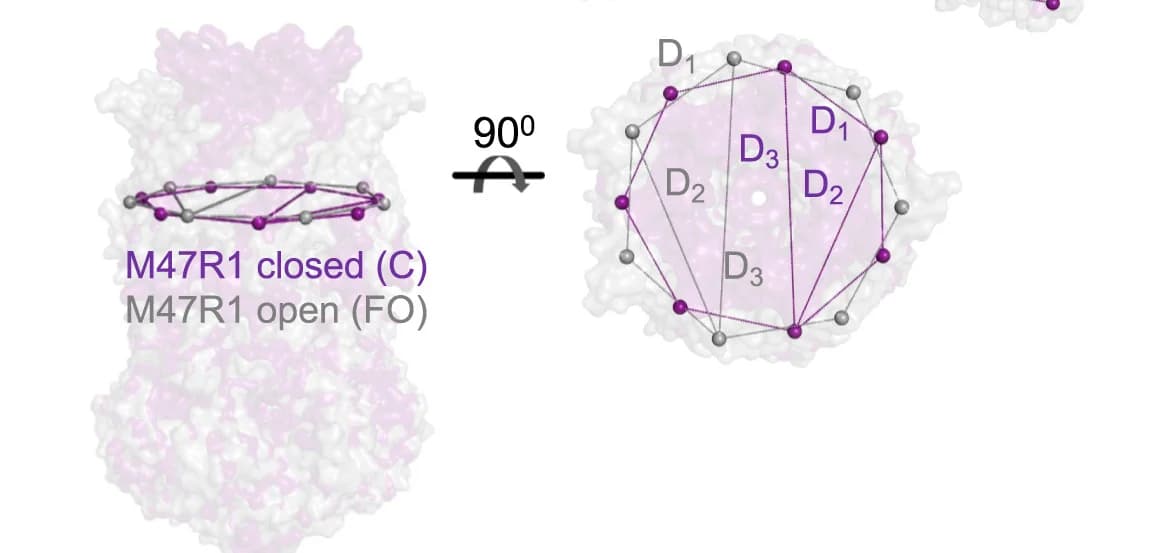 Open access visualization of Protein Structure, Chemical Structure, Closed State, Purple Surface, PDB:6VYK