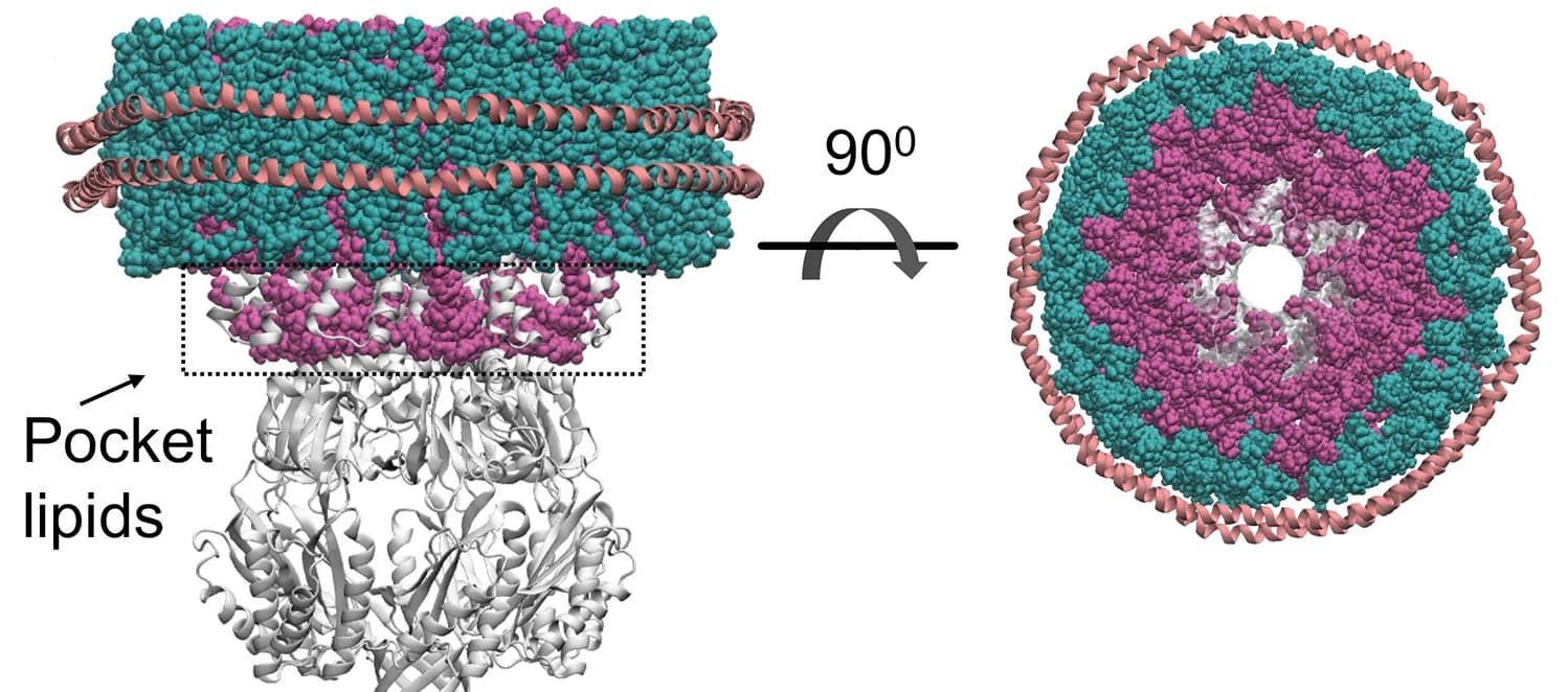 Open access visualization of Protein Structure, Chemical Structure, MscS, Nanodiscs, Lipids