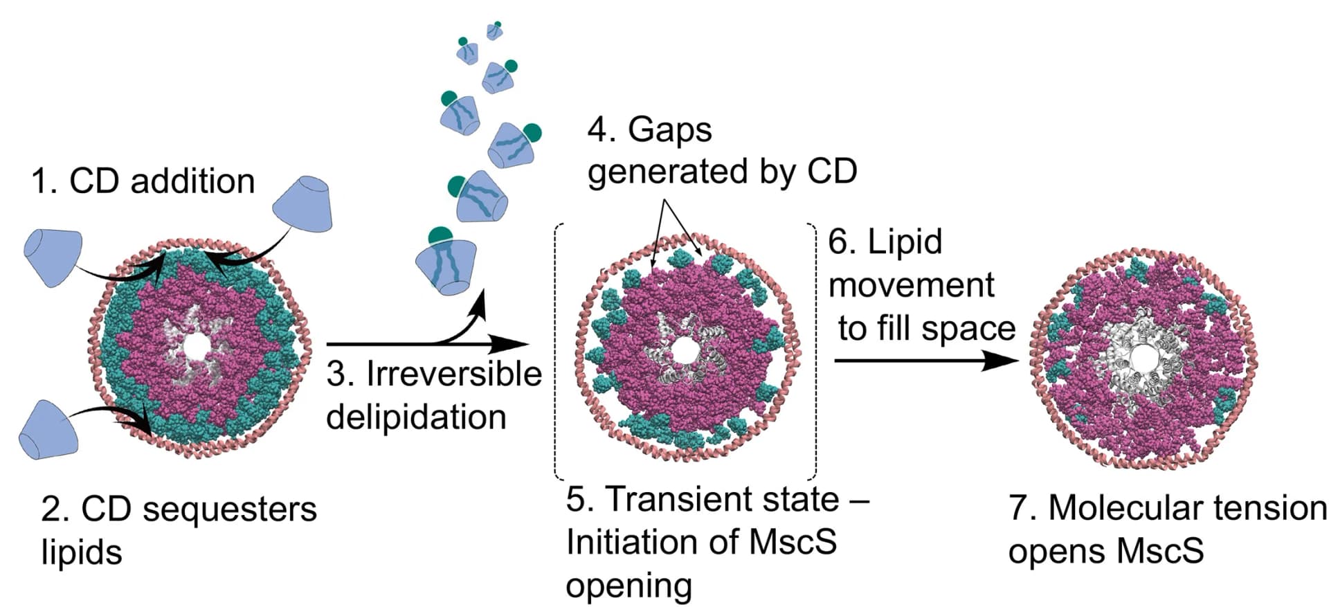 Open access visualization of Workflow, Illustration, Molecular Tension, MscS, Nanodiscs