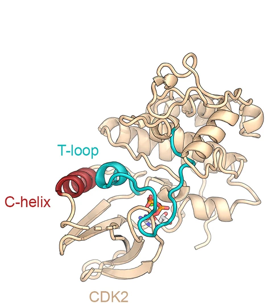Open access visualization of Protein Structure, CDK2, C-helix, T-loop, Active Site