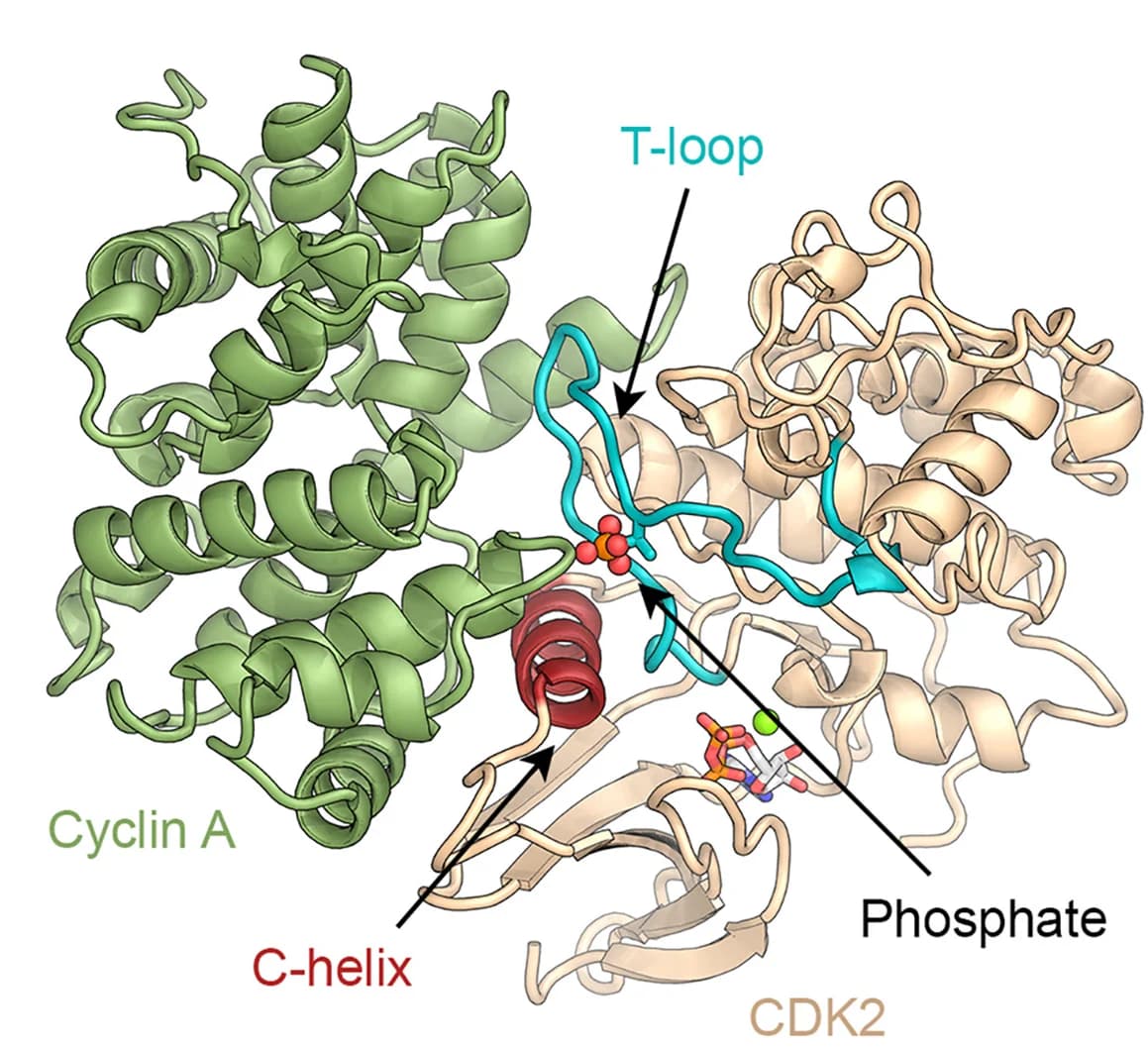 Open access visualization of Protein Structure, Chemical Structure, Cell Cycle CDKs, Phosphorylation, T-loop