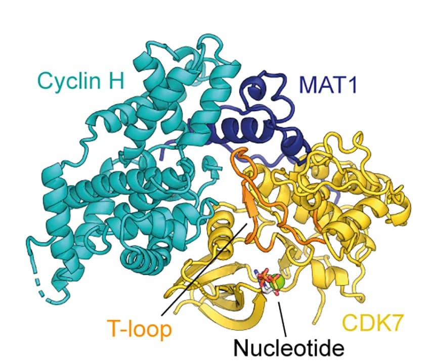 Open access visualization of Protein Structure, Atomic Model, Human CAK, T-Loop, Activation Segment