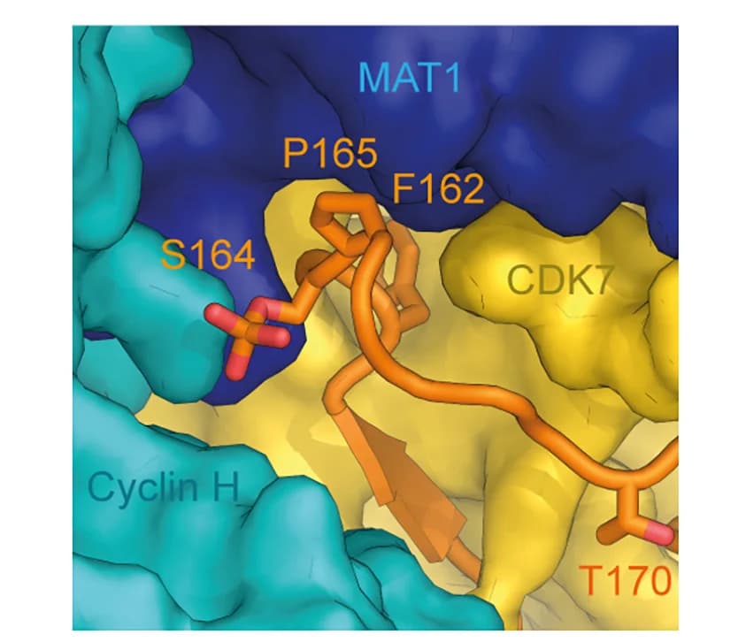 Open access visualization of Protein Structure, 3D Plot, MAT1, CDK7 T-Loop, CDK7