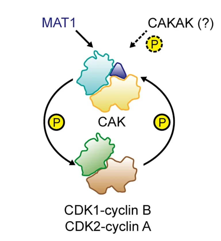 Open access visualization of Workflow, Illustration, CAK Activation, MAT1, T-Loop Phosphorylation