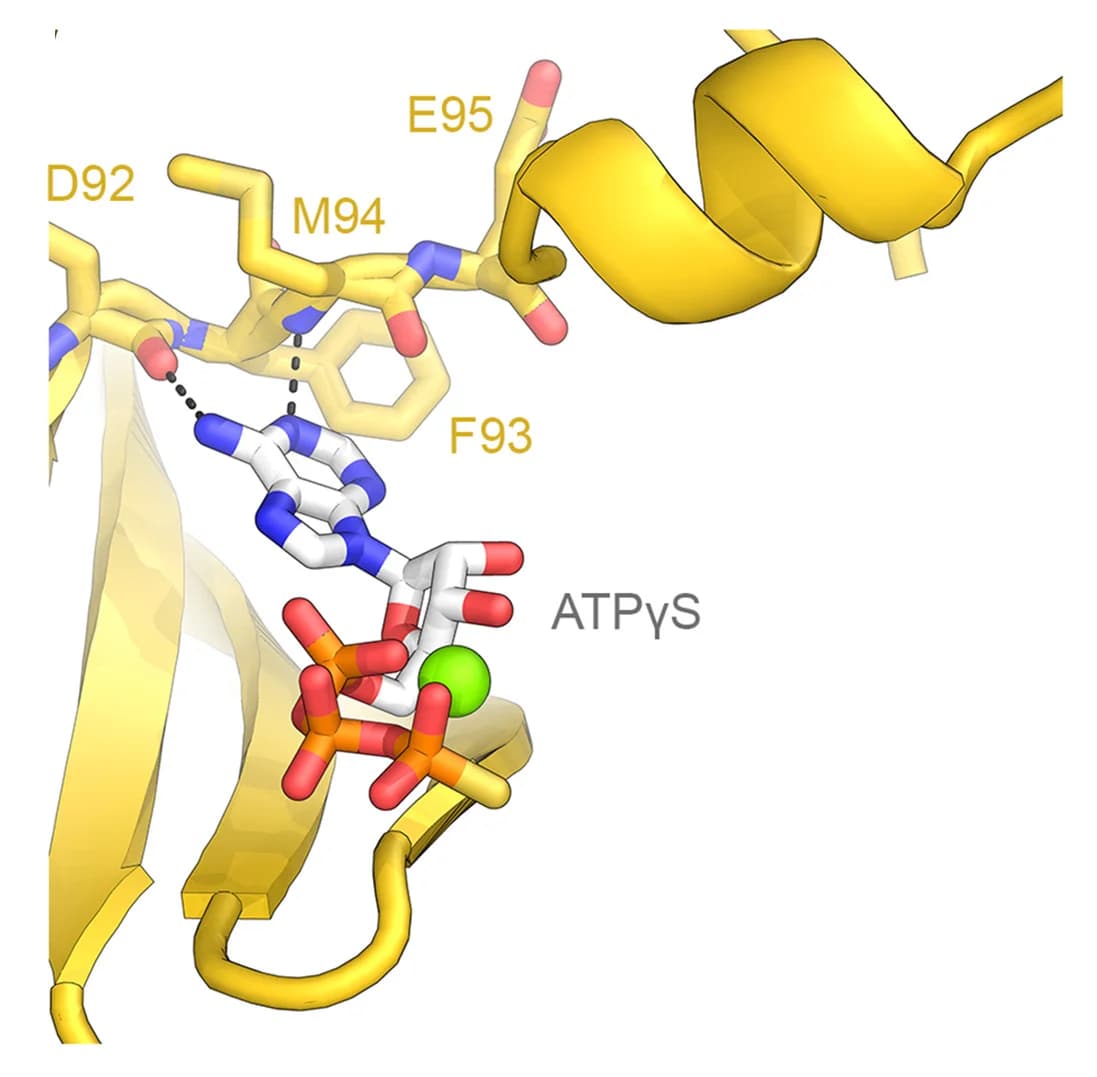 Open access visualization of Protein Structure, Chemical Structure, CAK-ATPγS, CDK7, Hinge Region