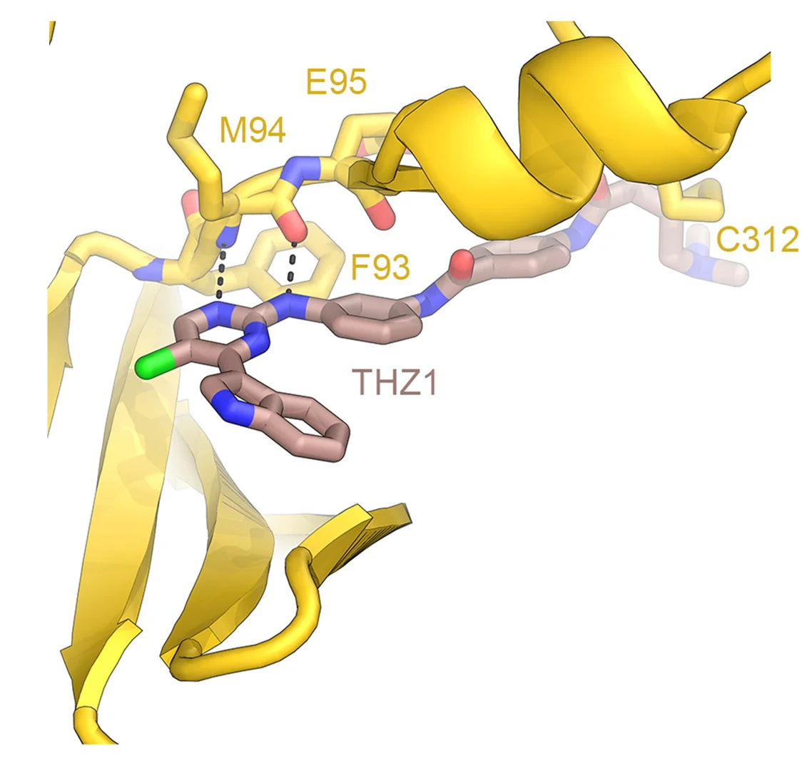 Open access visualization of Protein Structure, Chemical Structure, CAK-THZ1 Adduct, Ligand, Hydrogen Bonding