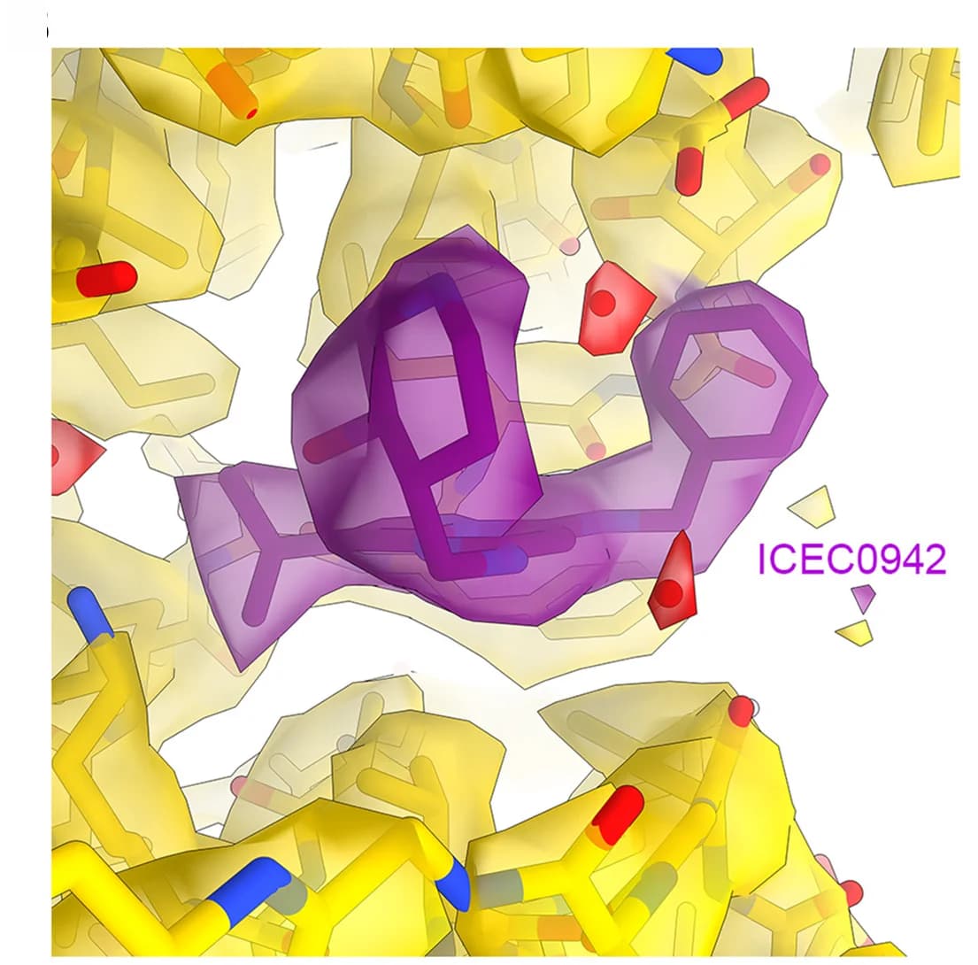 Open access visualization of Protein Structure, Chemical Structure, ICEC0942, Ligand Density, Cryo-EM