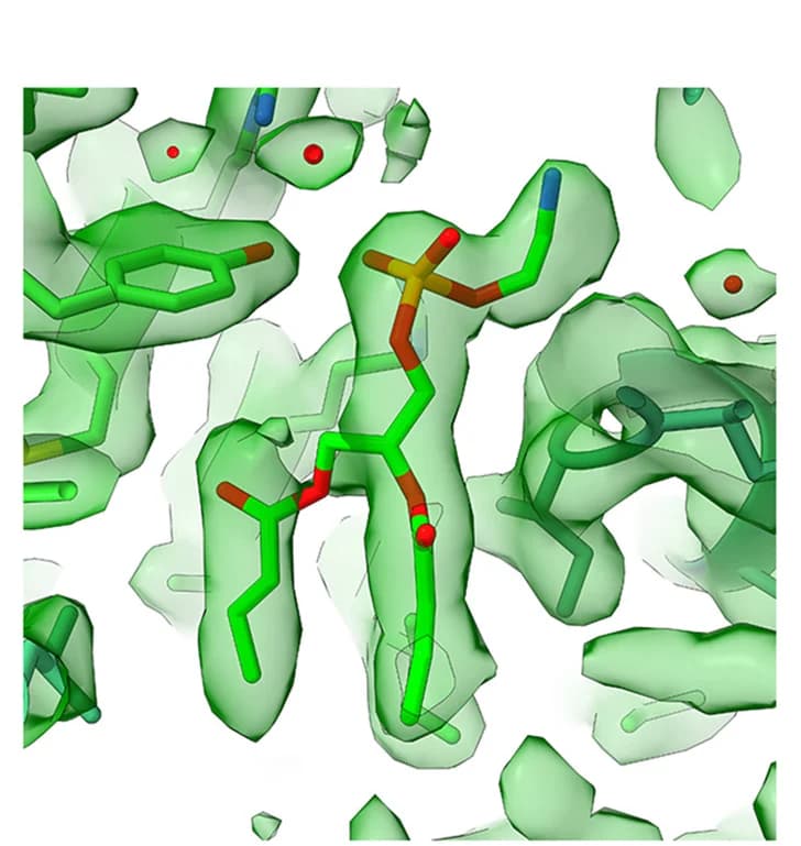 Open access visualization of Chemical Structure, Phospholipid, SARS-CoV-2, ORF3a, Membrane Protein Complex