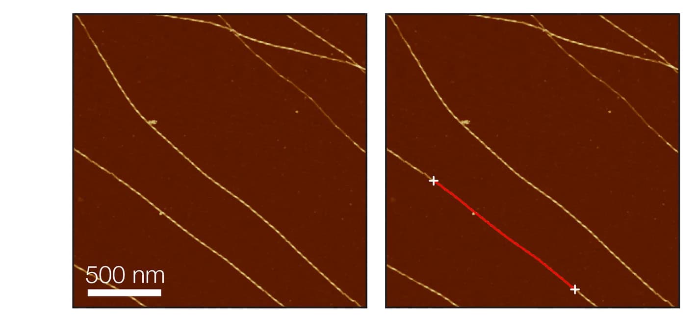 Open access visualization of Microscopy, AFM, Helical Fibrils, Abeta42, Topographical Image