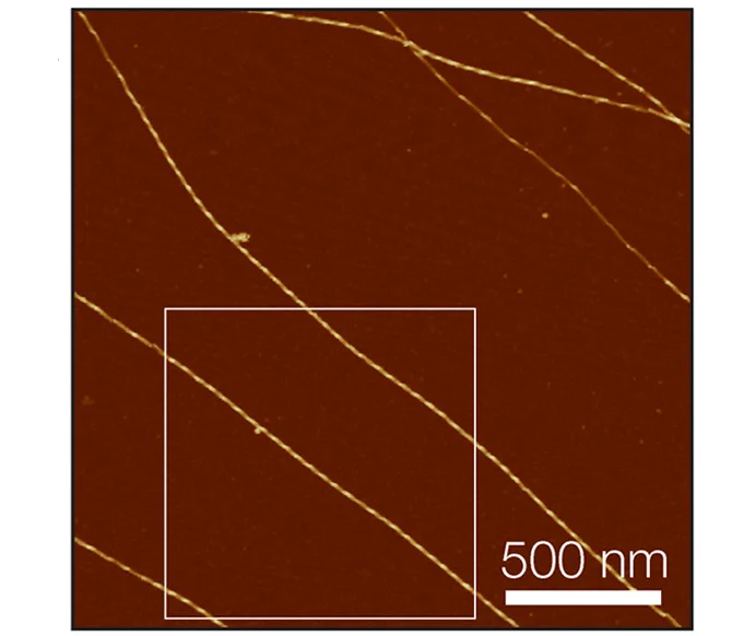 Open access visualization of Microscopy, AFM, Height Images, A42 Fibrils, Helical Twisted