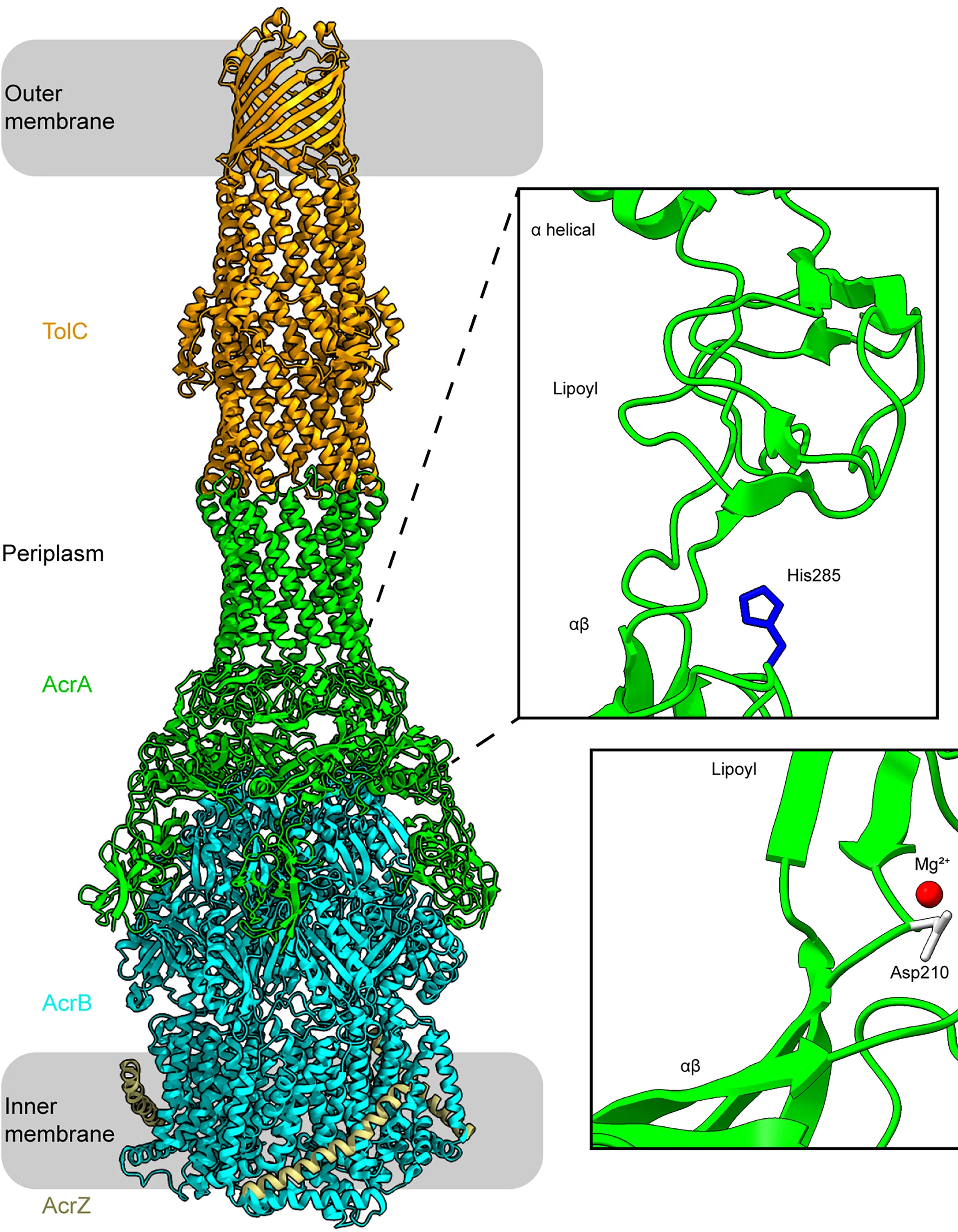 Open access visualization of Protein Structure, Chemical Structure, AcrAB(Z)-TolC, E. coli, Cell Envelope