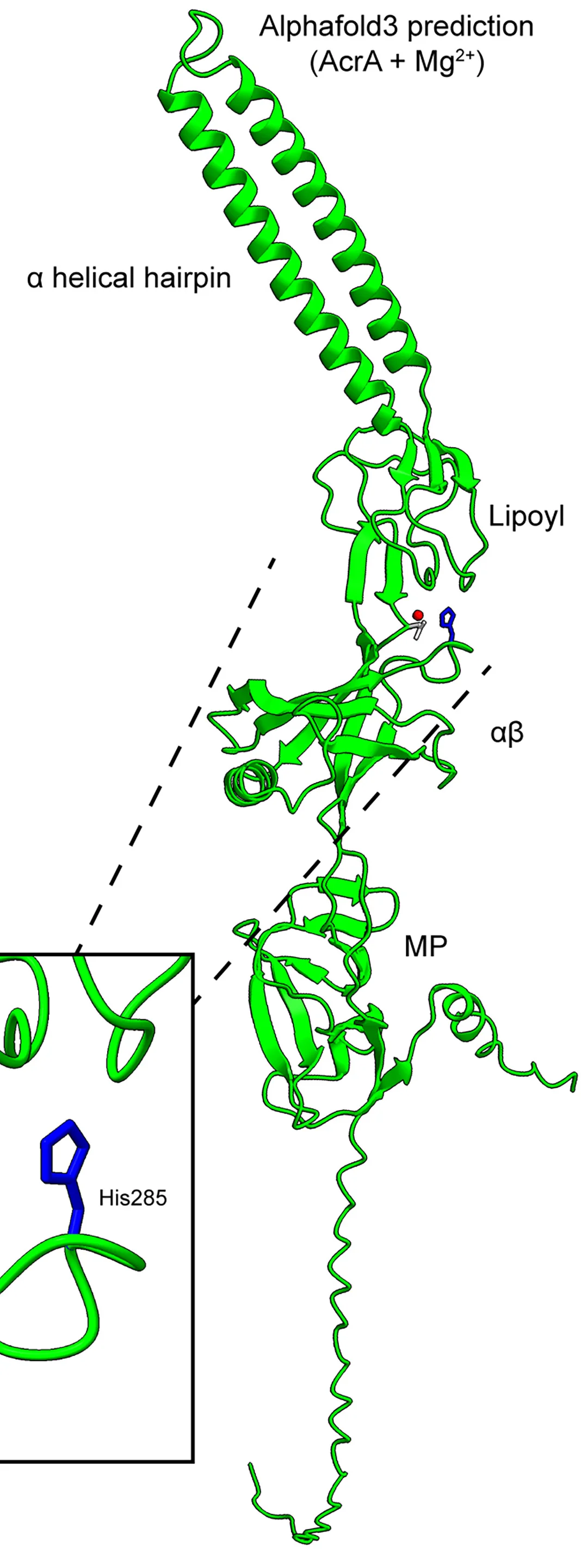 Open access visualization of Protein Structure, AlphaFold3, AcrA, Magnesium, Asp210