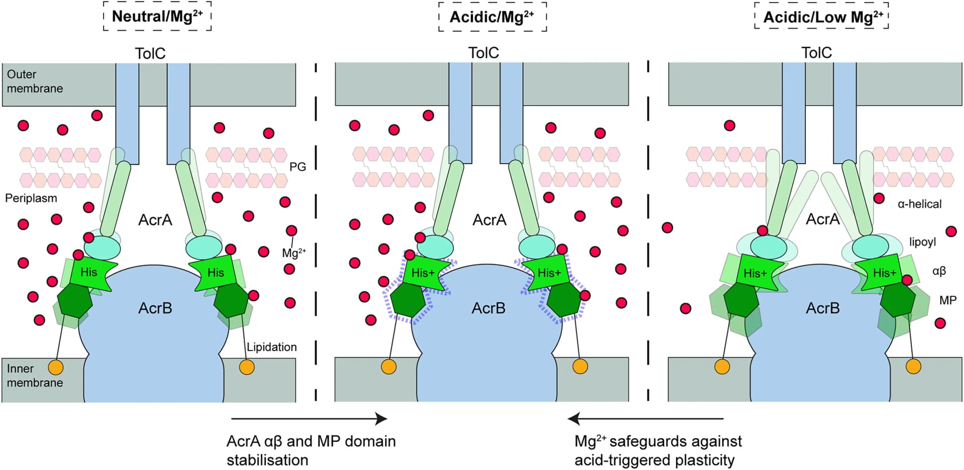Open access visualization of Illustration, AcrA, AcrB Transporter, TolC, Multidrug Efflux Pump