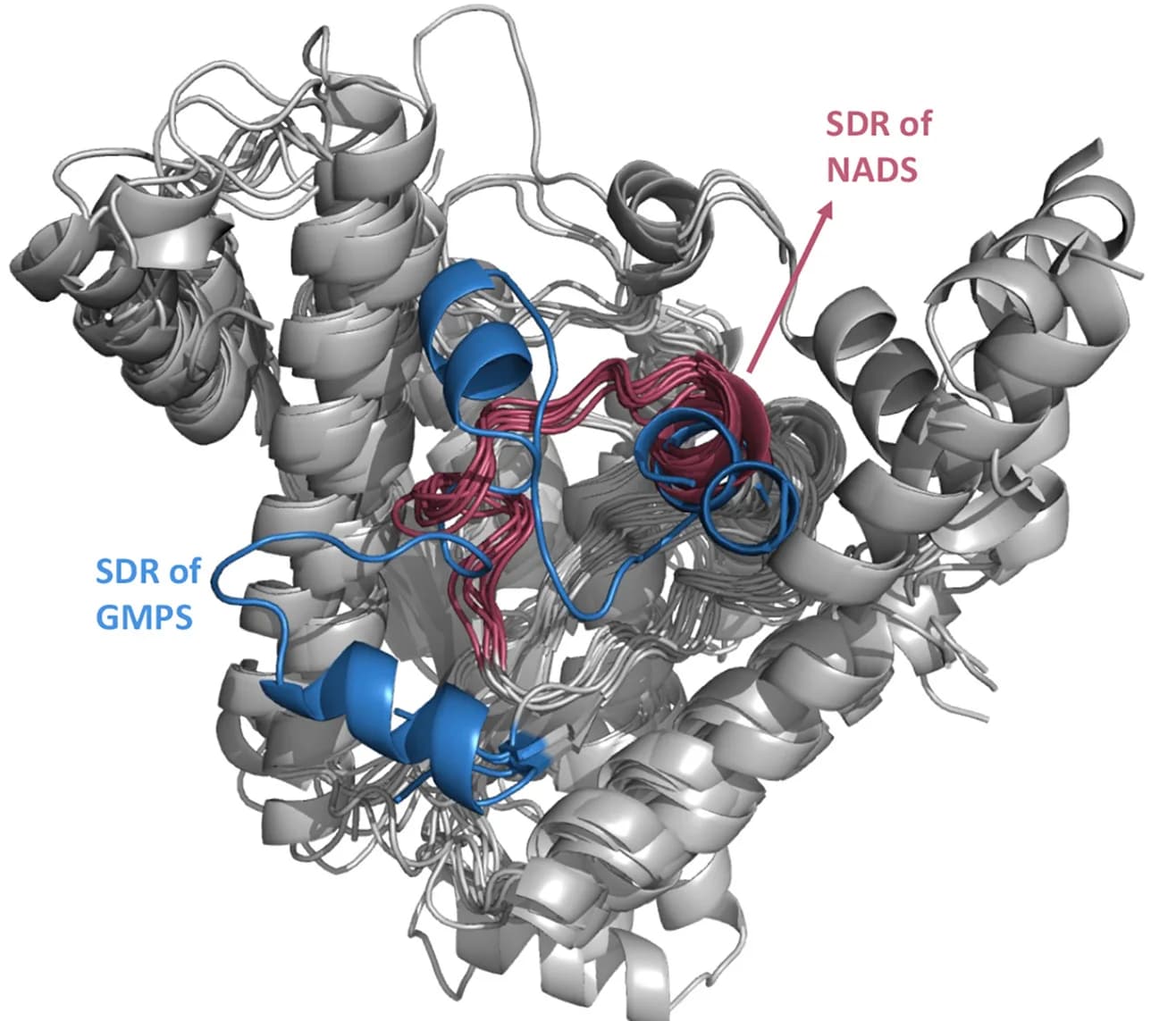 Open access visualization of Protein Structure, Zebra3D, GMPS, NADS