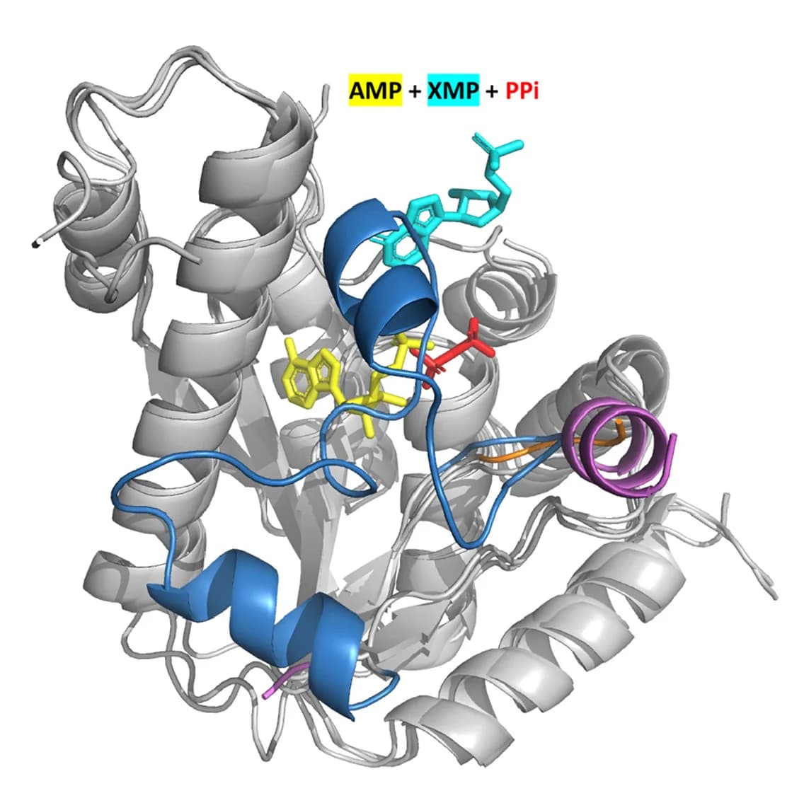 Open access visualization of Protein Structure, Zebra3D, GMPS, Lid Loop