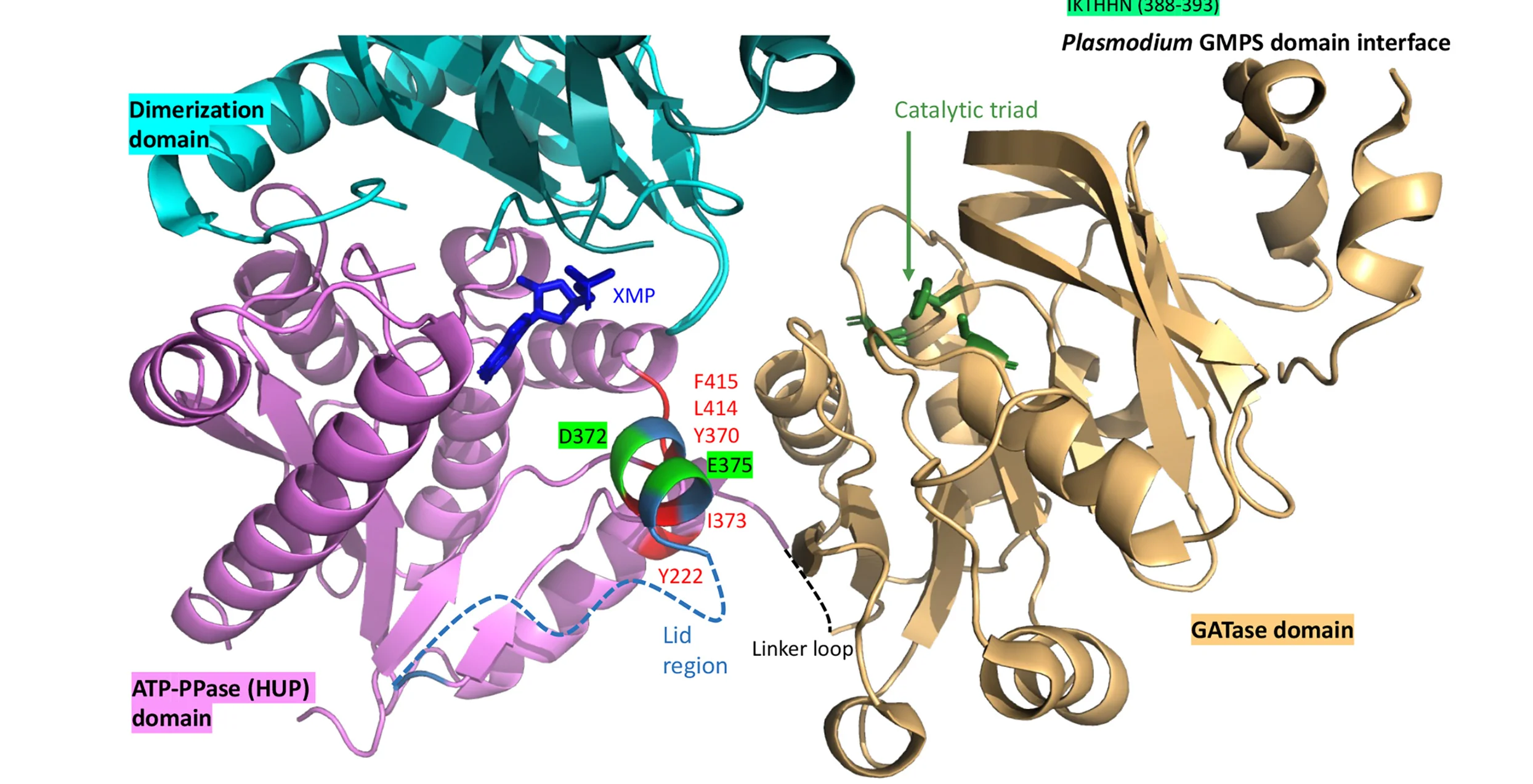 Open access visualization of Protein Structure, SDP Residues, Conserved Residues, PlasmodiumGMPS, GATase Domain