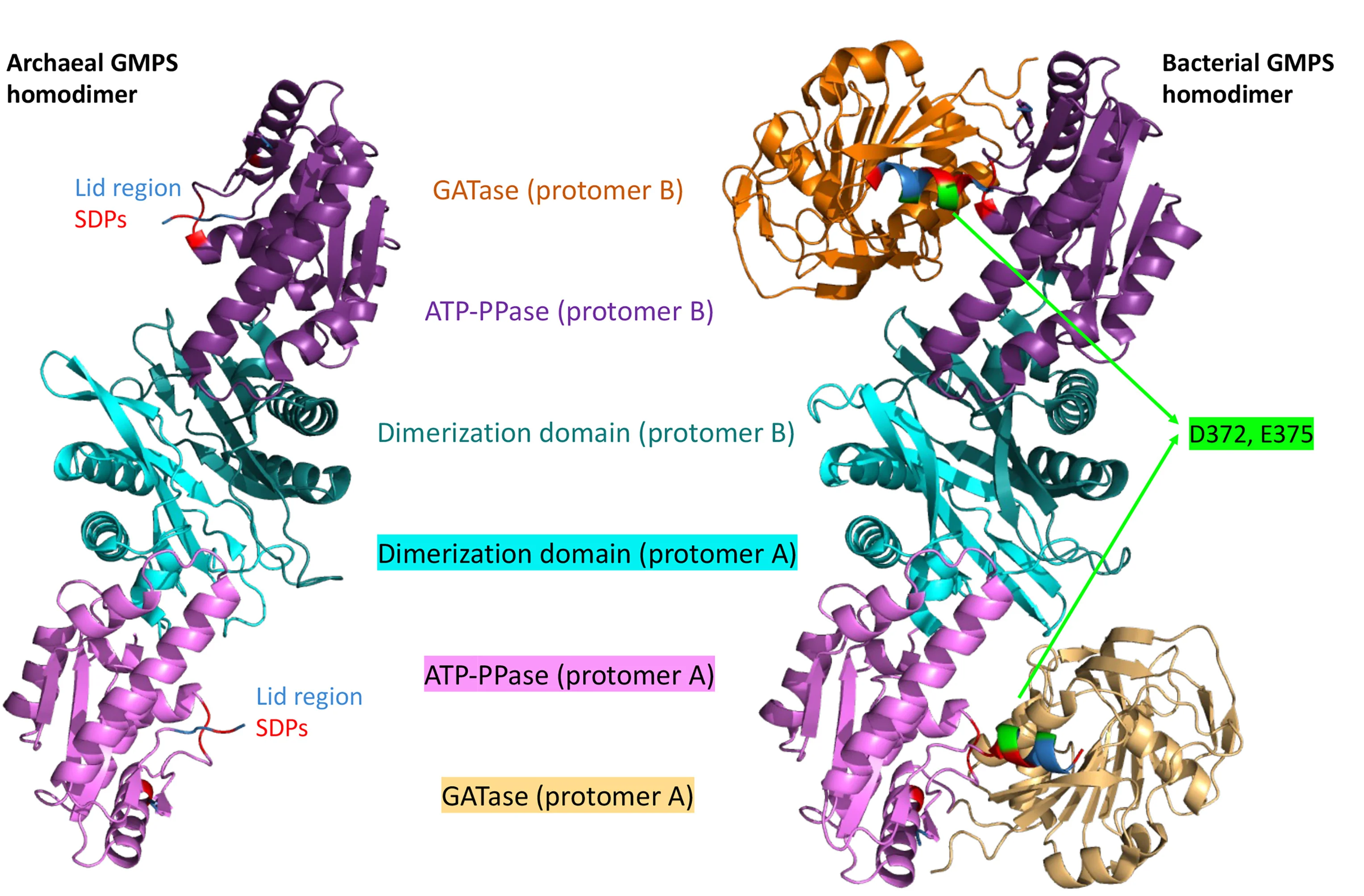 Open access visualization of Protein Structure, Archaeal Dimer, ATP-PPase Subunits, Bacterial Dimer, Plasmodium Dimer