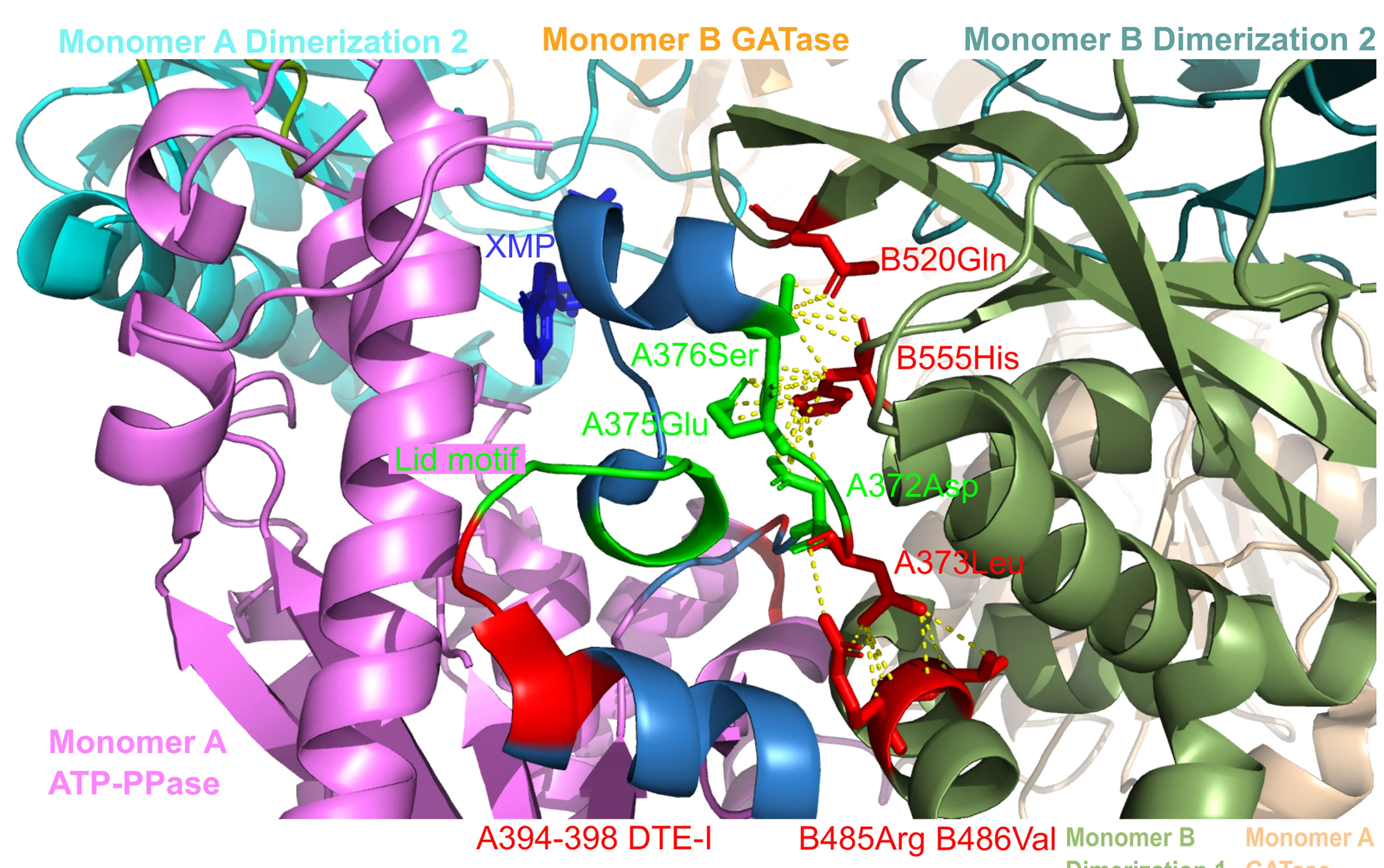 Open access visualization of Protein Structure, Chemical Structure, Dimer Interface, Protomer A, Protomer B