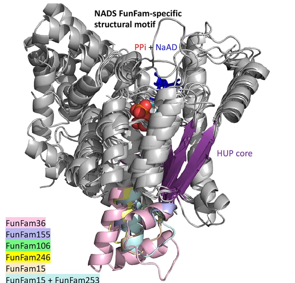 Open access visualization of Protein Structure, 3D Plot, NADS FunFam, Structures, SDR
