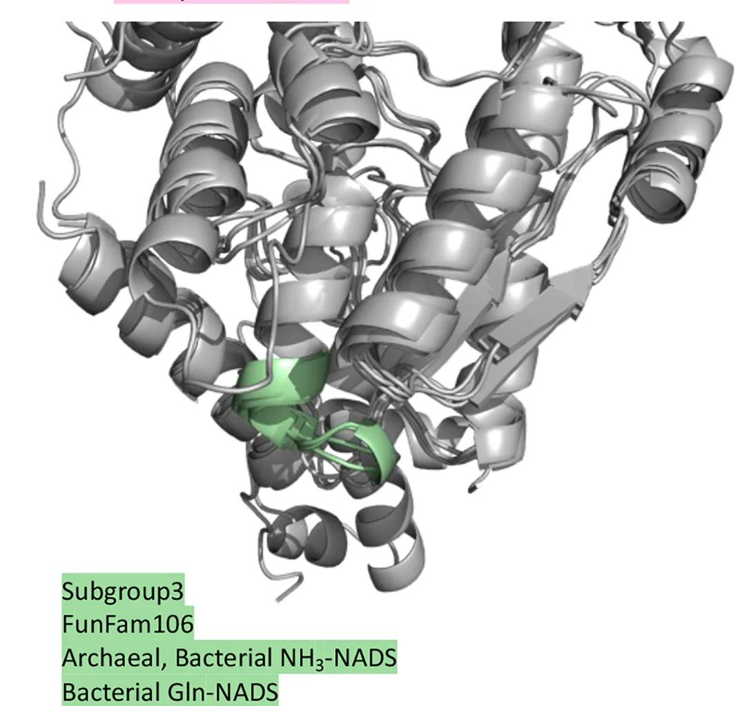 Open access visualization of Protein Structure, NADS ATP-PPase Domains, FunFams