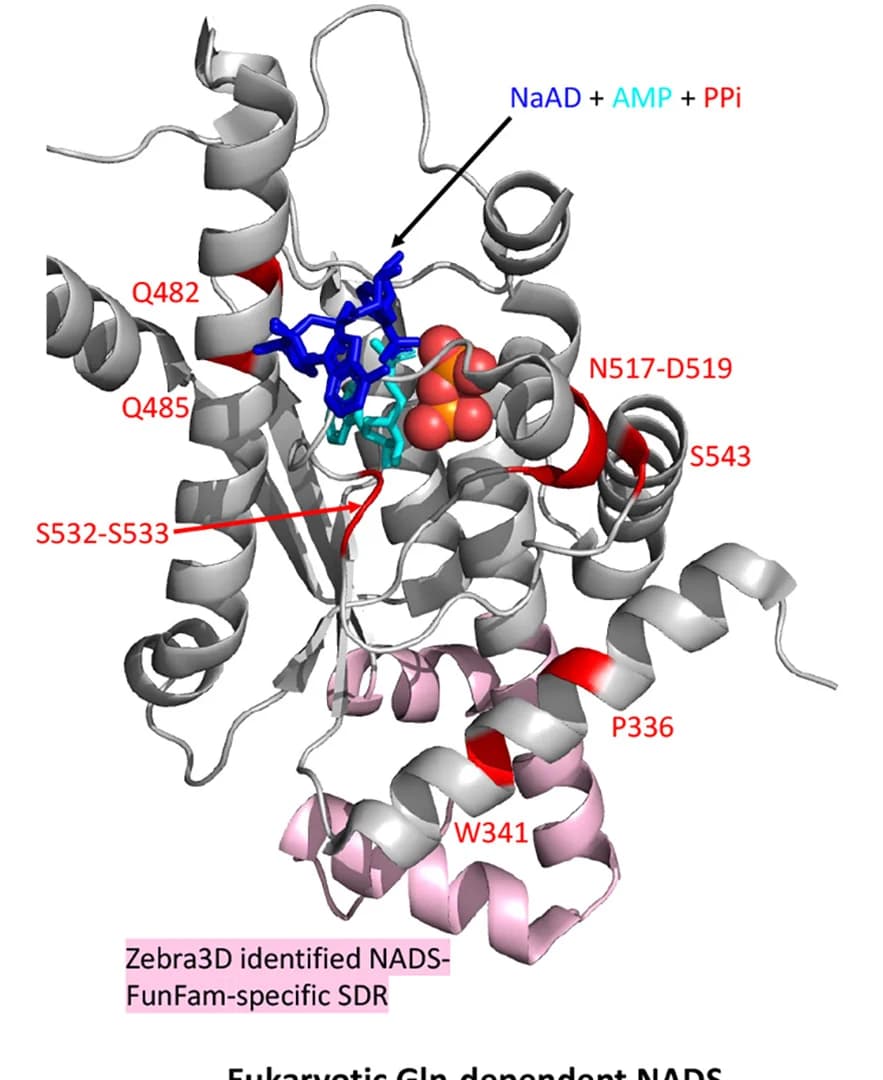 Open access visualization of Protein Structure, SDR, SDPs, Human NADS, PDB