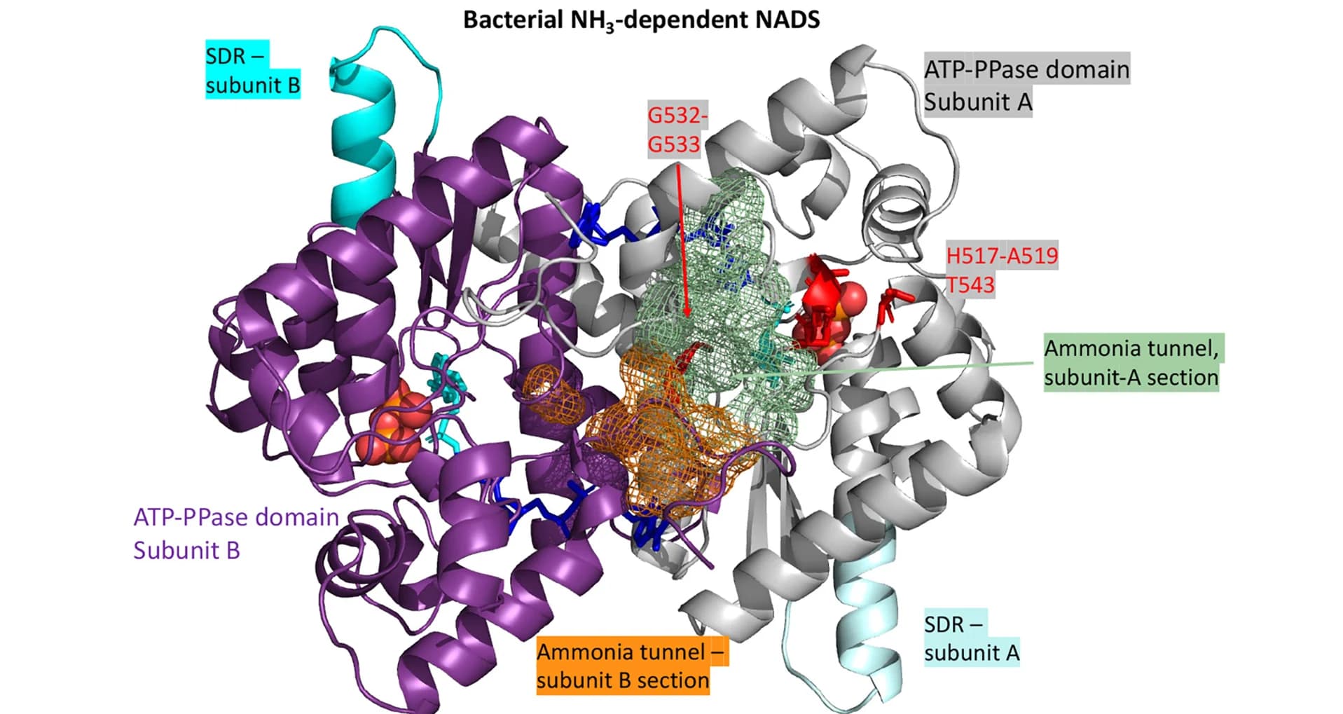 Open access visualization of Protein Structure, NH4+-Tunnel, Mesh Representation, Bacterial NH3-NADS, PDB