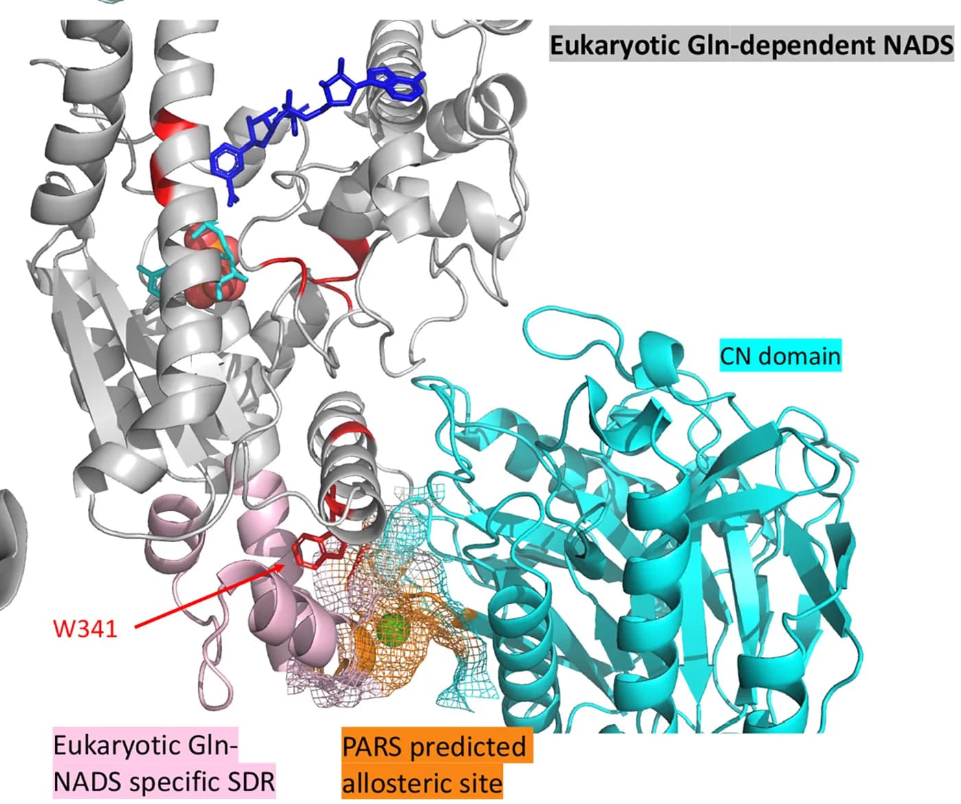 Open access visualization of Protein Structure, Chemical Structure, SDP341, FunFam, SDR