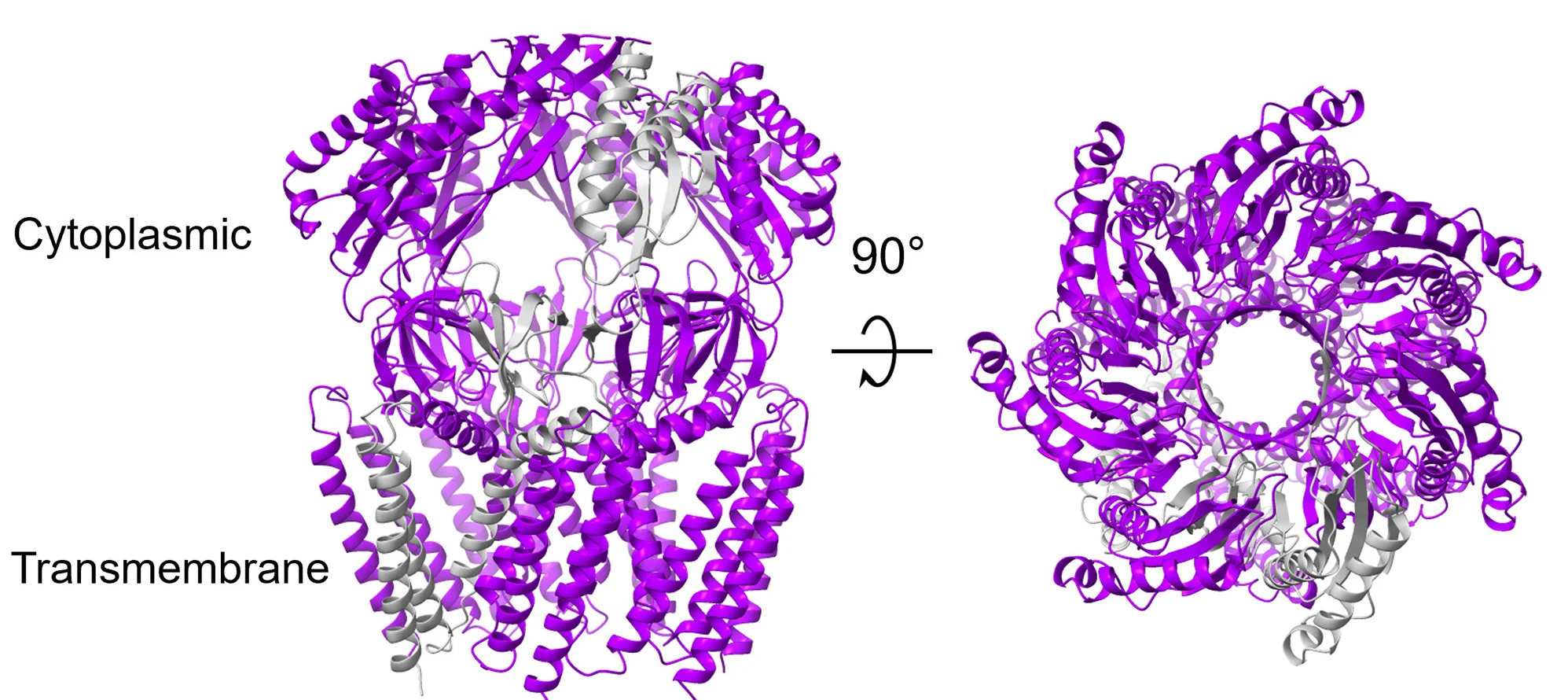Open access visualization of Protein Structure, YbiO Model, Ribbons, Membrane Plane, Cytoplasmic Side