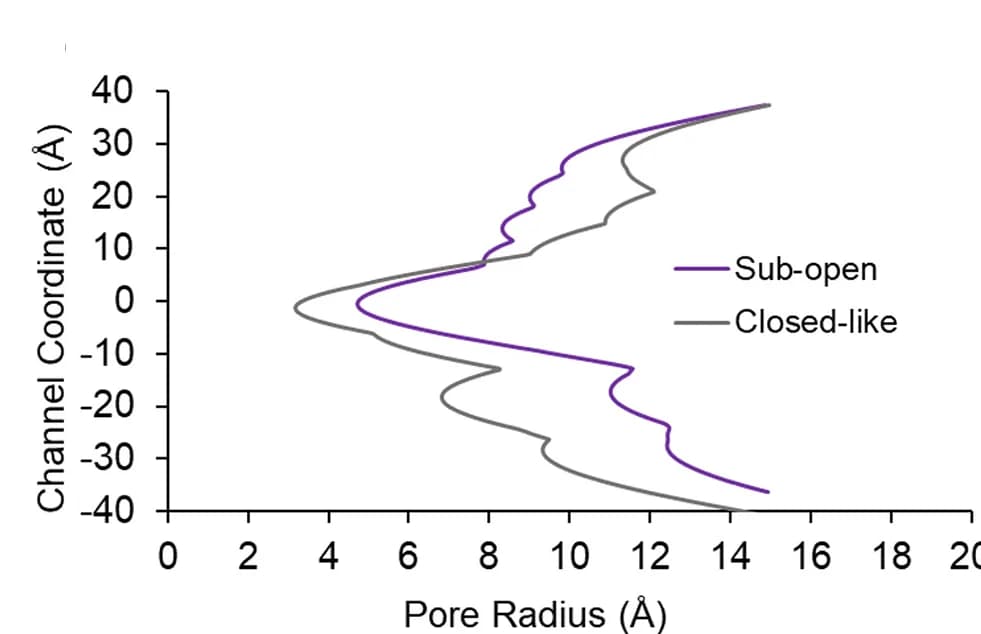 Open access visualization of Line Plot, HOLE Analysis, Pores, Sub-Open State, Closed-Like State