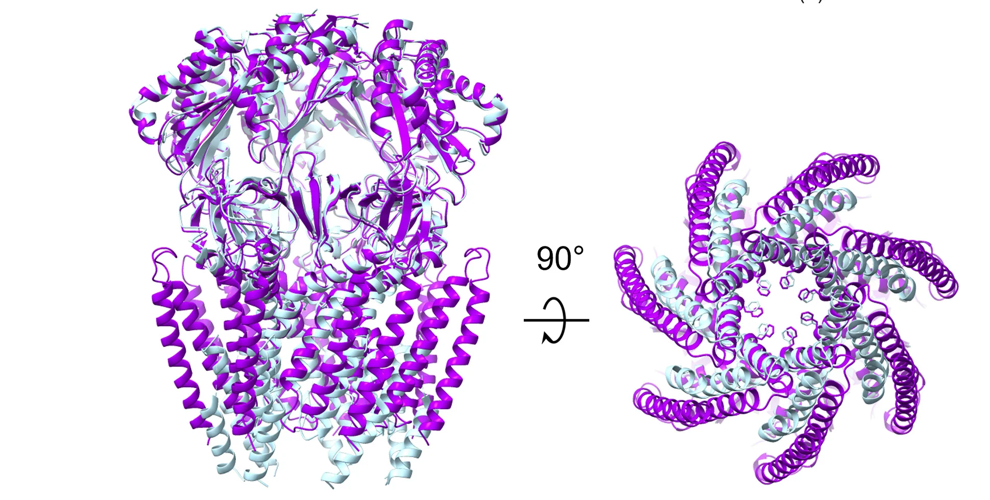 Open access visualization of Protein Structure, YbiO Model, Alignment, Pore Constricting Residue, Cytoplasmic View