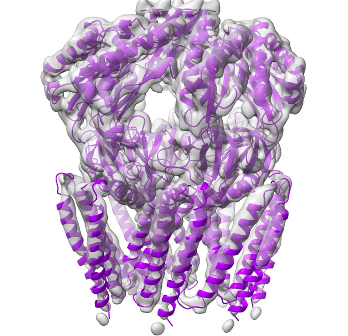 Open access visualization of Protein Structure, Model, Density Map