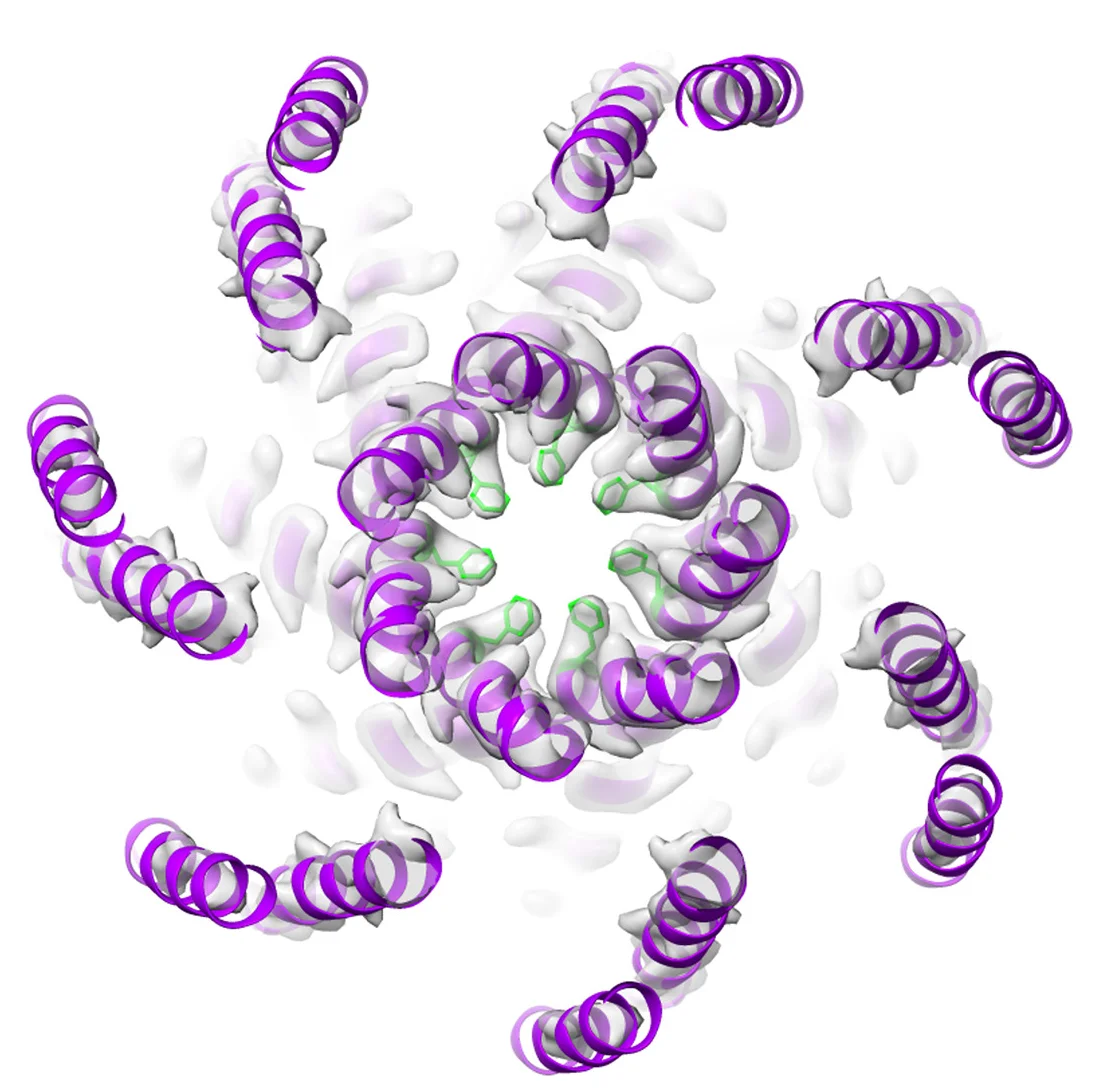Open access visualization of Protein Structure, Periplasmic View, YbiO, Residue, Constriction