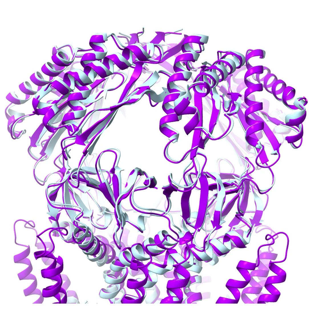 Open access visualization of Protein Structure, Structural Alignment, YbiO, Cytoplasmic Domain
