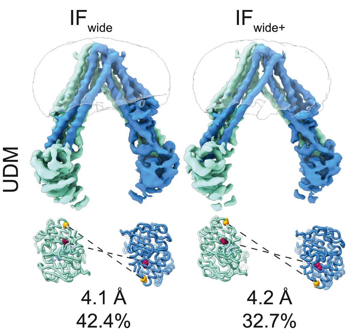 Open access visualization of Protein Structure, Cryo-EM Densities, MsbA, UDM, IF Conformations