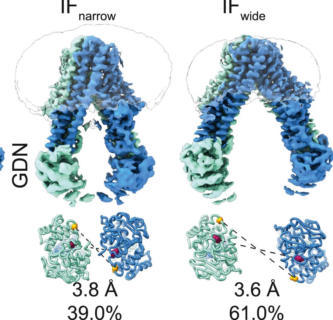 Open access visualization of Protein Structure, 3D Plot, Cryo-EM Densities, MsbA, GDN
