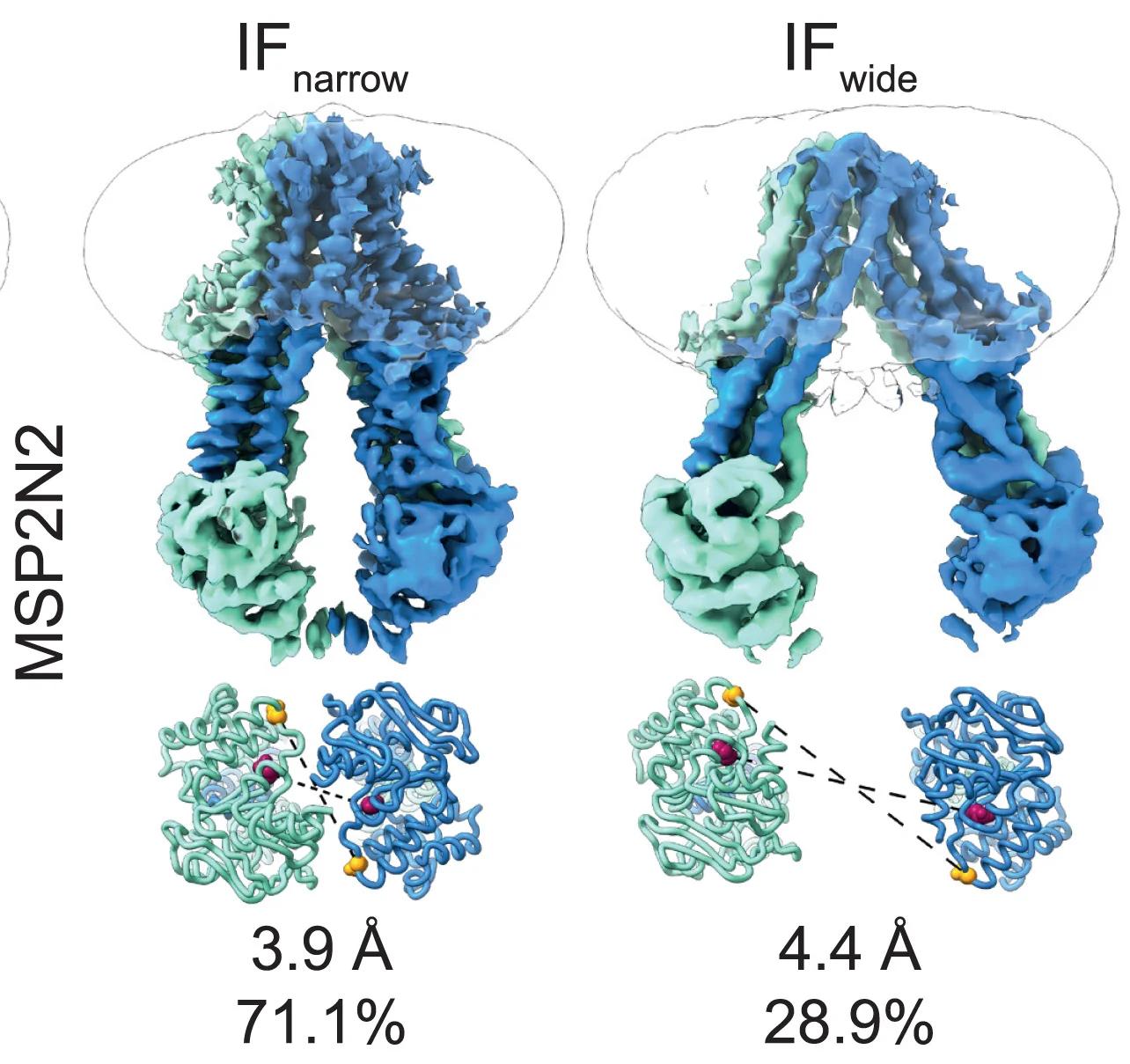 Open access visualization of Protein Structure, Chemical Structure, MSP2N2 Nanodiscs, IF Spectrum, MsbA