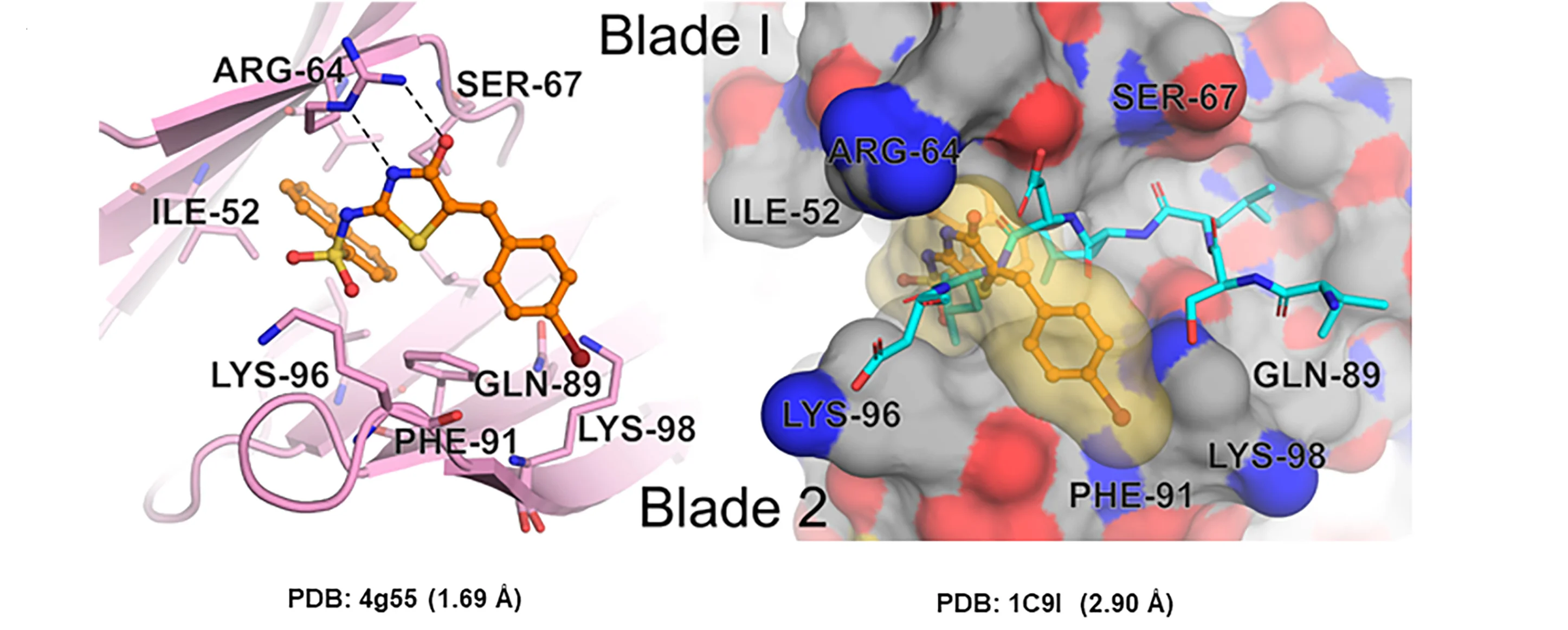 Open access visualization of Protein Structure, Chemical Structure, Chemical Synthesis, Pitstop 2, SAR Study