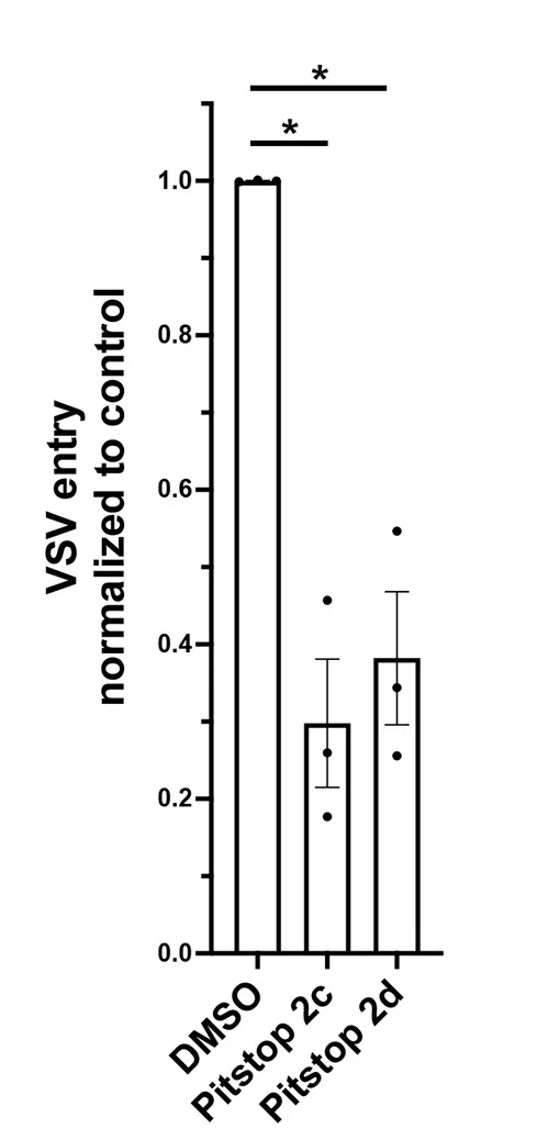 Open access visualization of Bar Plot, Error Bars, Scatter Plot, Vero-E6 Cells, VSV