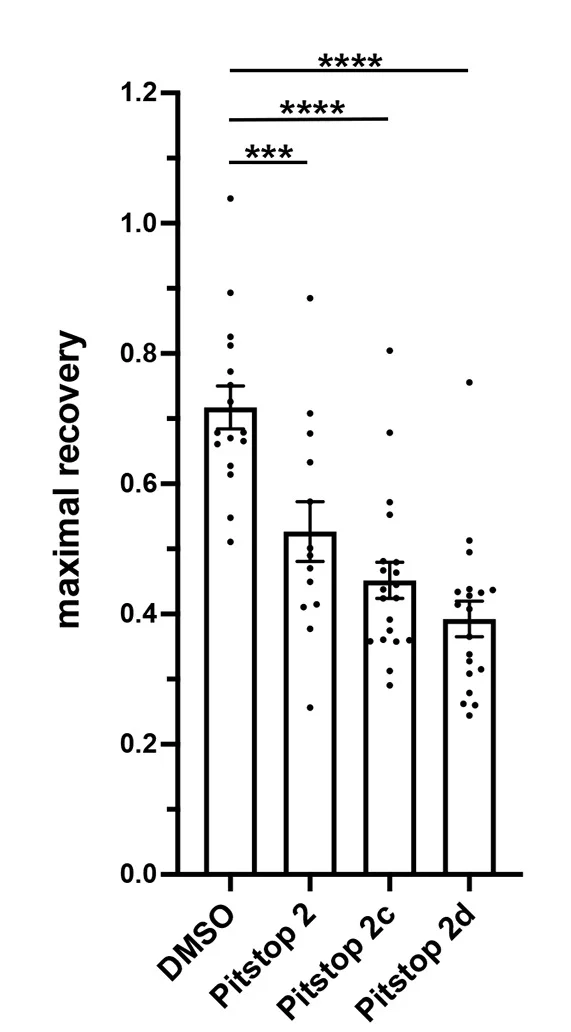 Open access visualization of Bar Plot, Error Bars, eGFP-Clathrin-LCa, Photobleaching, Fluorescence Recovery