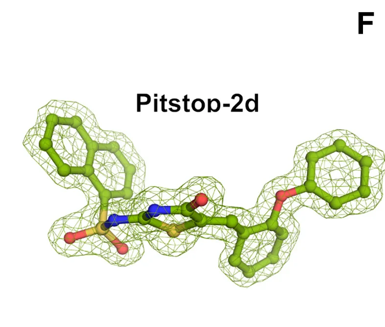 Open access visualization of Chemical Structure, Pitstop 2c, Pitstop 2d, Clathrin Terminal Domain, Binding Pocket