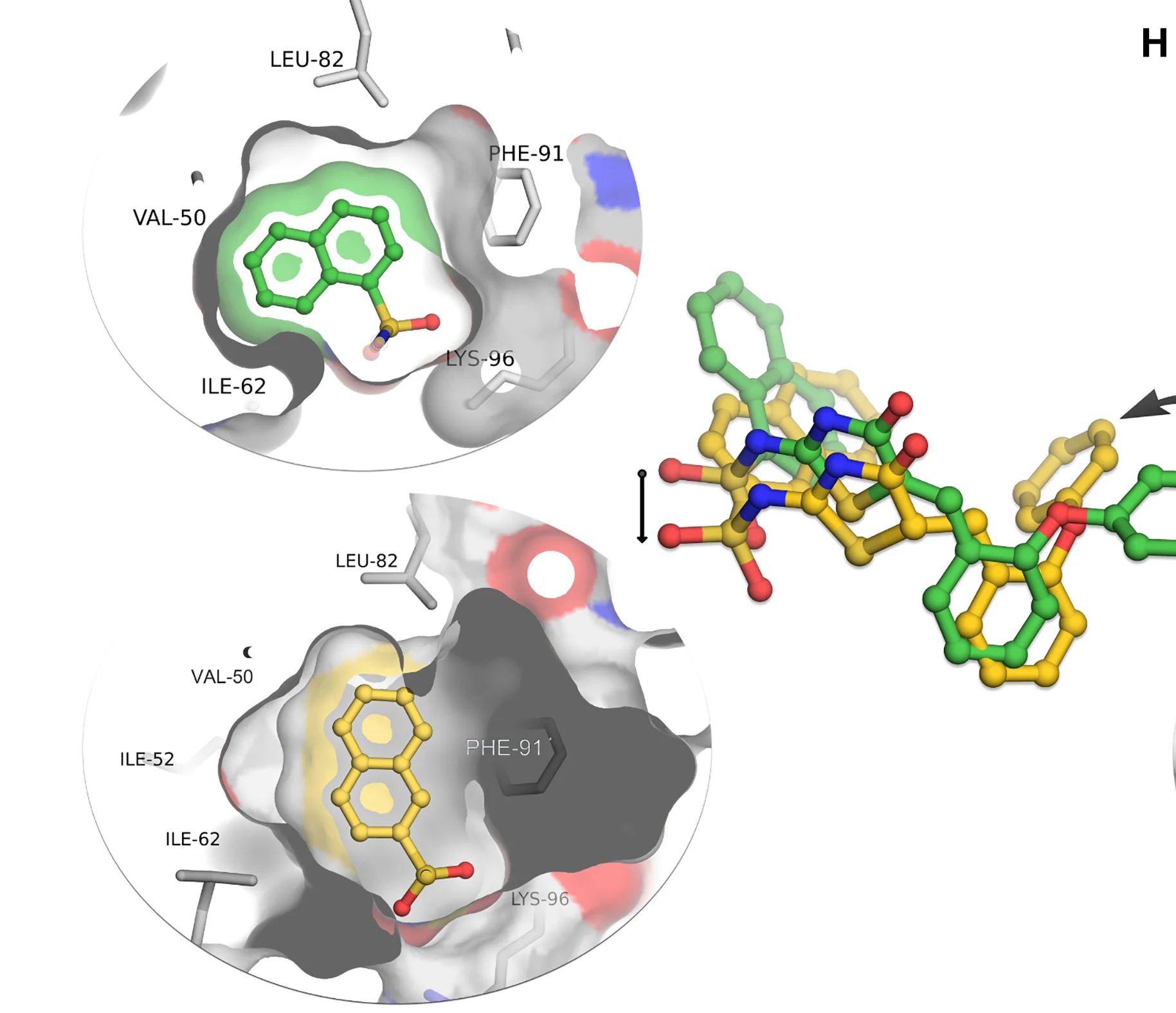 Open access visualization of Protein Structure, Chemical Structure, Pitstop 2c, Pitstop 2d, Binding Pocket